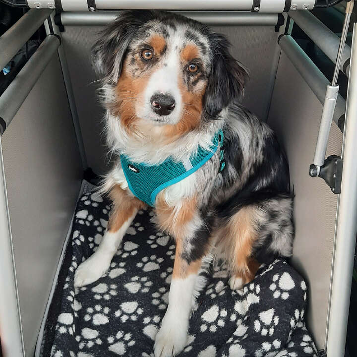 Nobby Hunde-Autobox ROUND CORNER